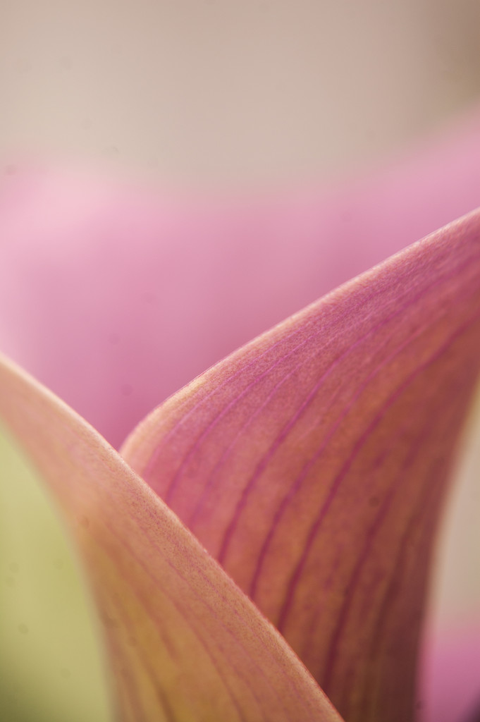 Curves of a Calla by fbailey