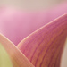 Curves of a Calla by fbailey
