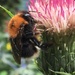 Tree bumblebee by 365projectmaxine
