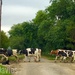 Cow crossing by 365projectdrewpdavies