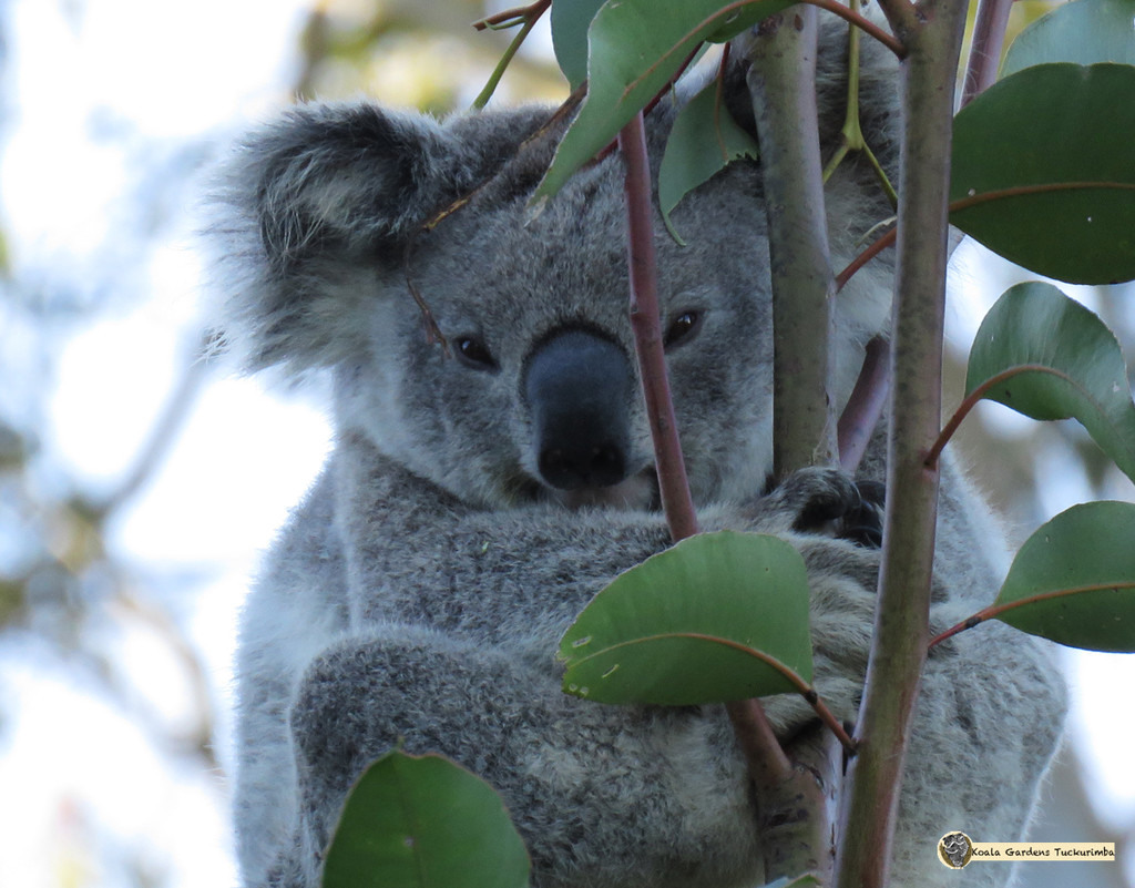 contented by koalagardens