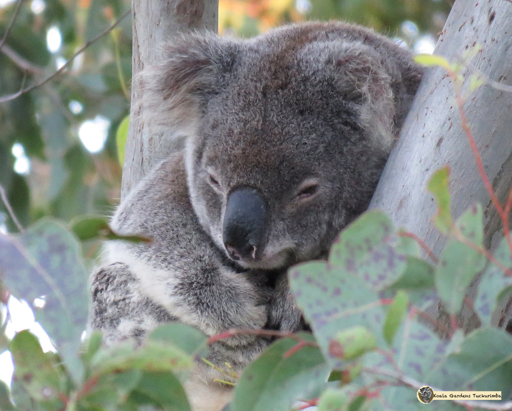the big Z by koalagardens