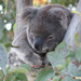 the big Z by koalagardens