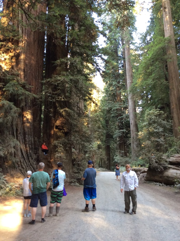 Redwood walk by pandorasecho