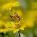 Butterfly surrounded by yellow! by fayefaye