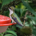 Hummingbird on Feeder by marylandgirl58
