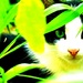 Cat by lynnz
