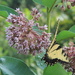 Butterfly on Milkweed  by calm