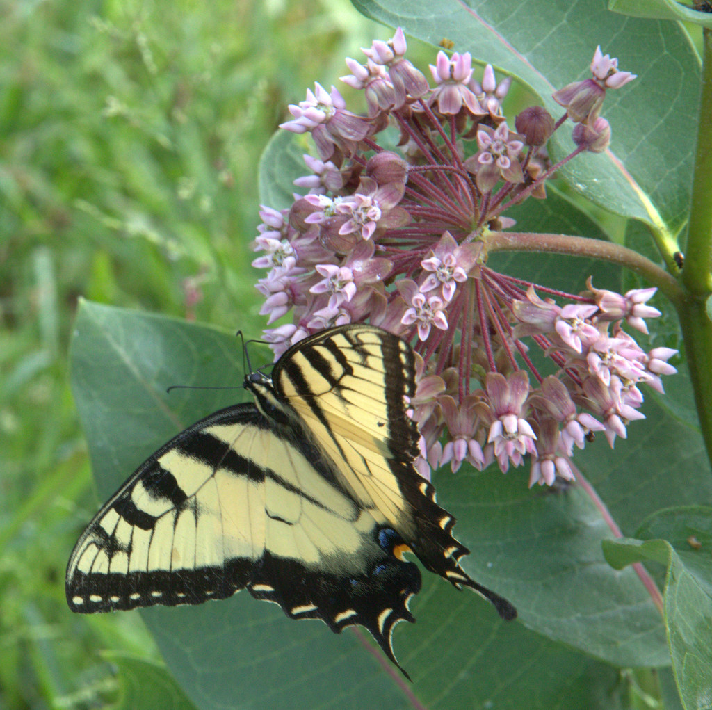 Butterfly on Milkweed by calm
