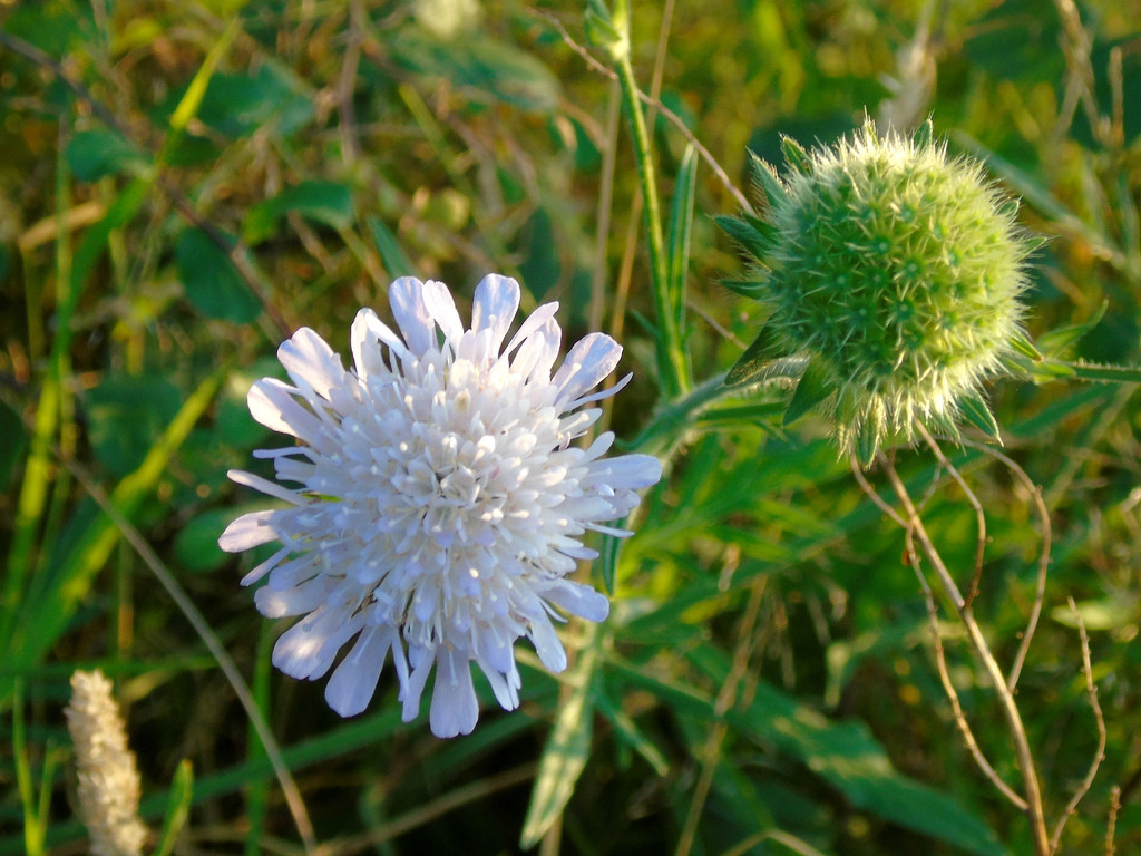 What Plant Is This? by bulldog