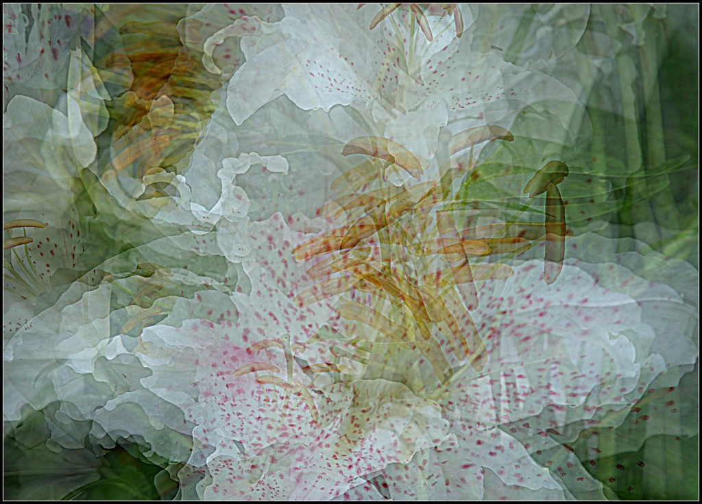 lilies in multiple exposure by quietpurplehaze