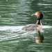 Crested Grebe by pamknowler