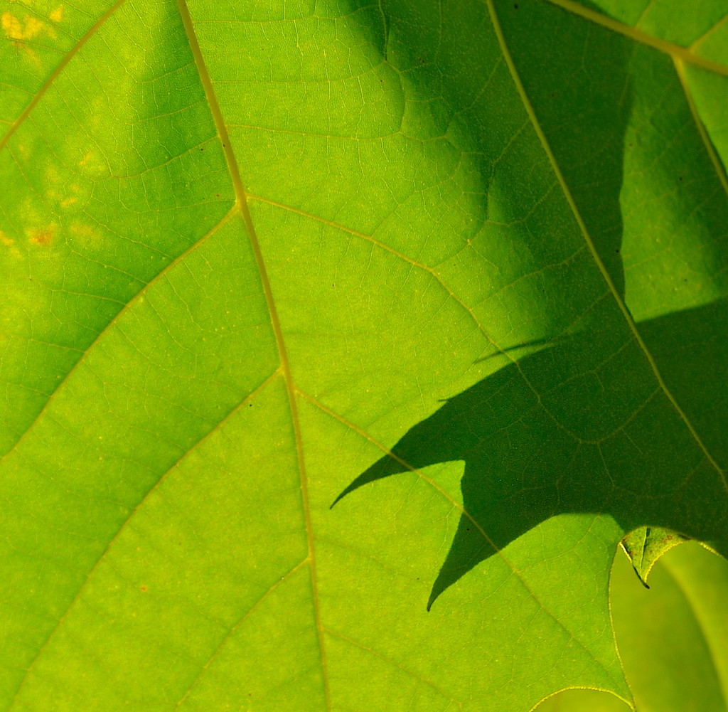 Leaf study 1 by congaree