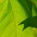 Leaf study 1 by congaree