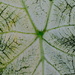 Leaf study 2 by congaree