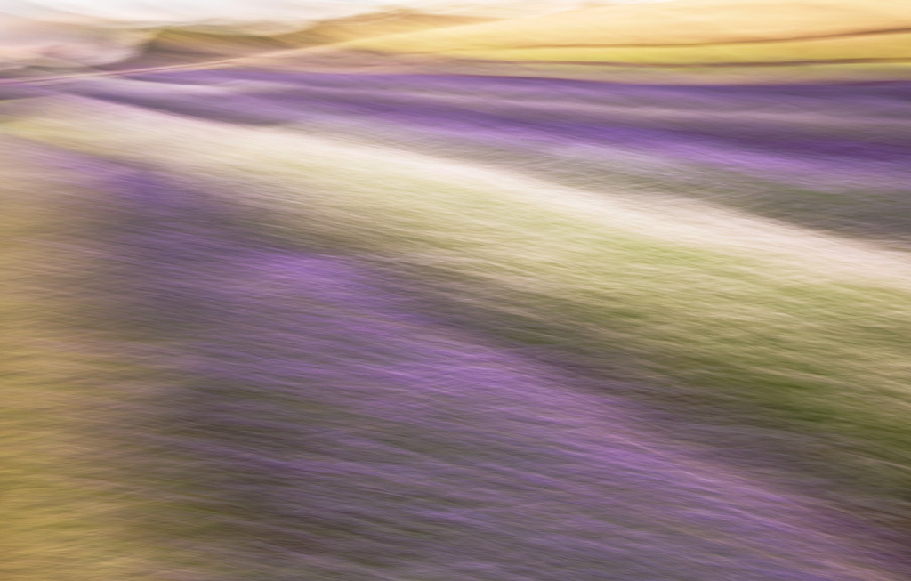 Lavender landscape by dulciknit