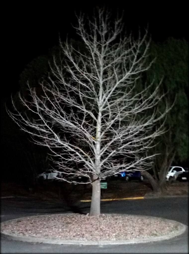 night tree by cruiser