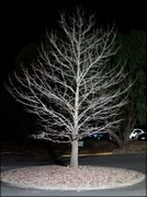 22nd Jul 2017 - night tree