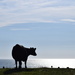 Tiree cow by christophercox