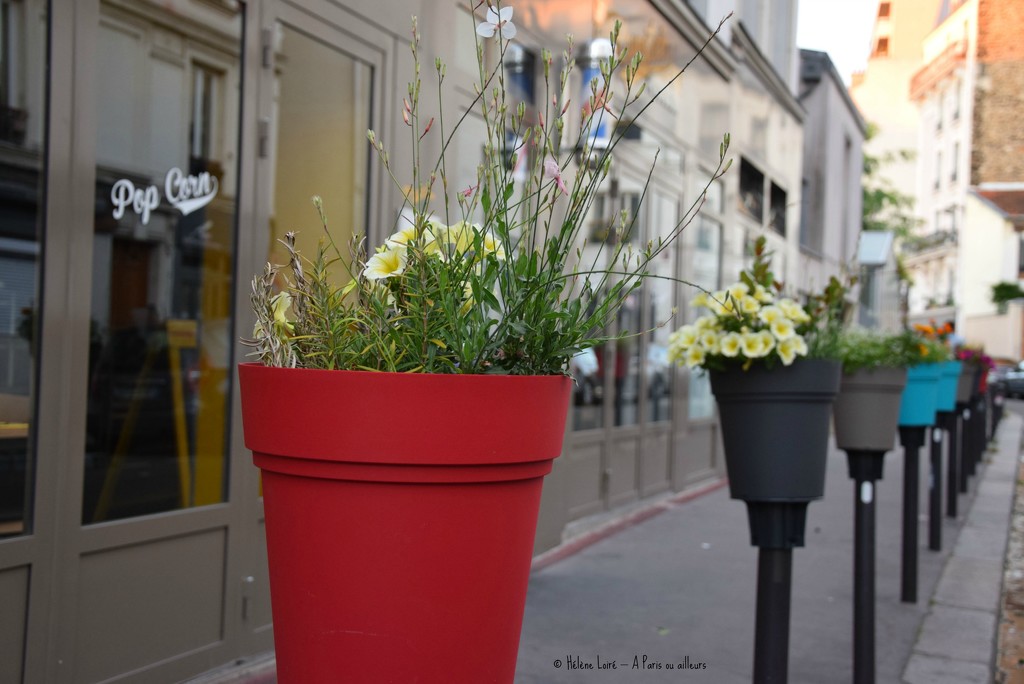 little flowers in the city by parisouailleurs