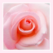 5th Jul 2017 - Pastel pink rose