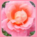 Orangey pink rose by grace55