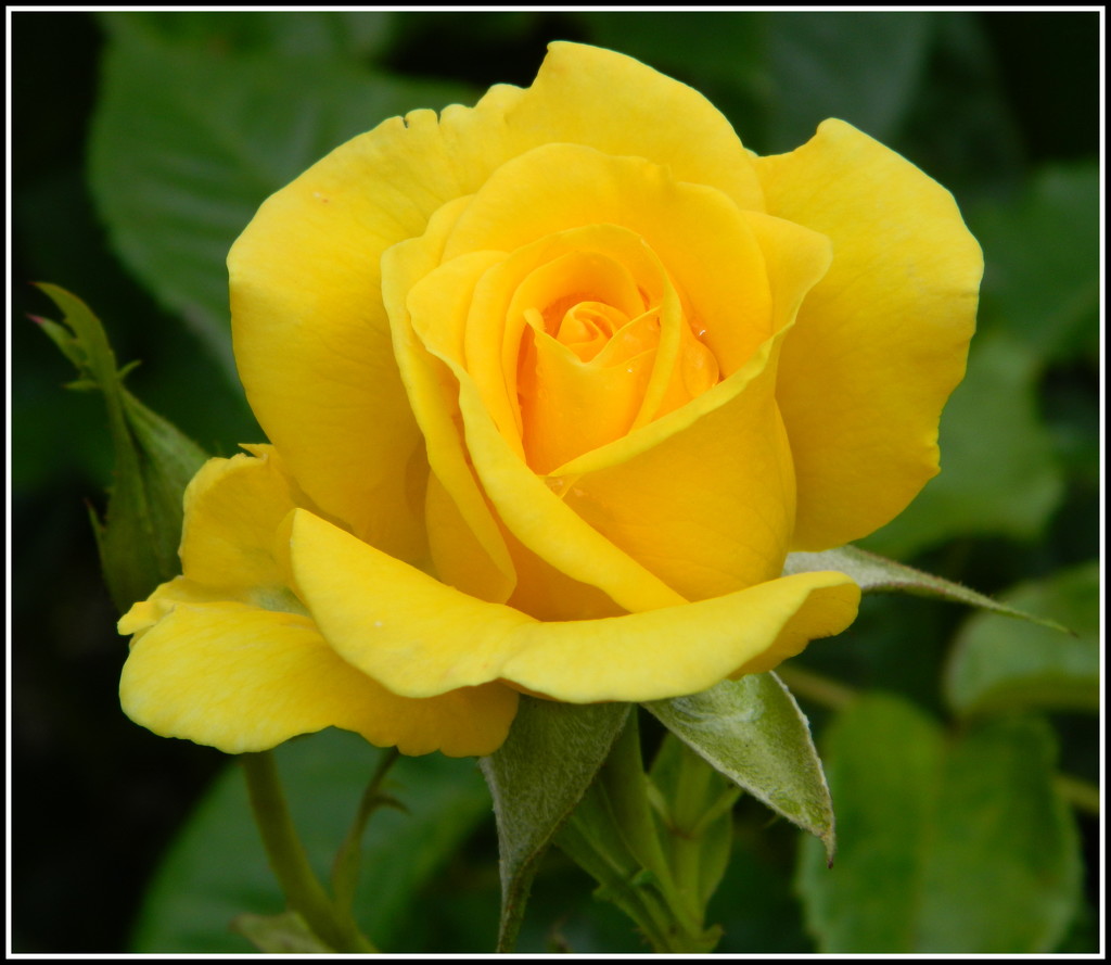 Glorious gold rose by grace55