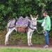 Donkey rides? by s4sayer