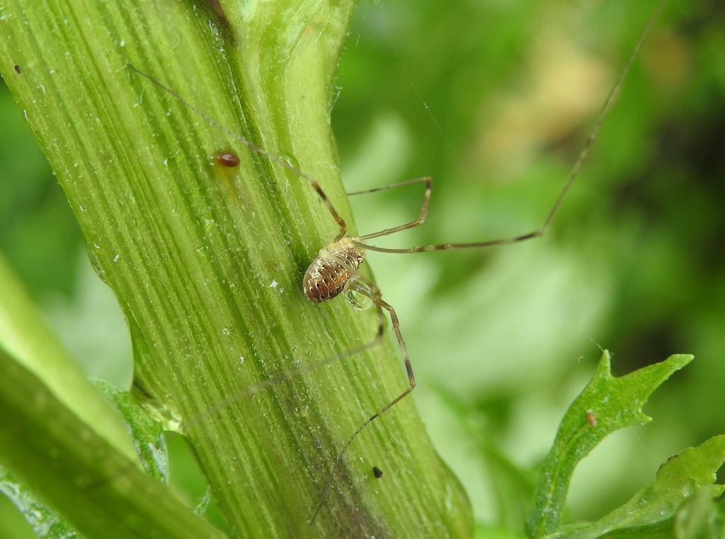 A harvestman by roachling
