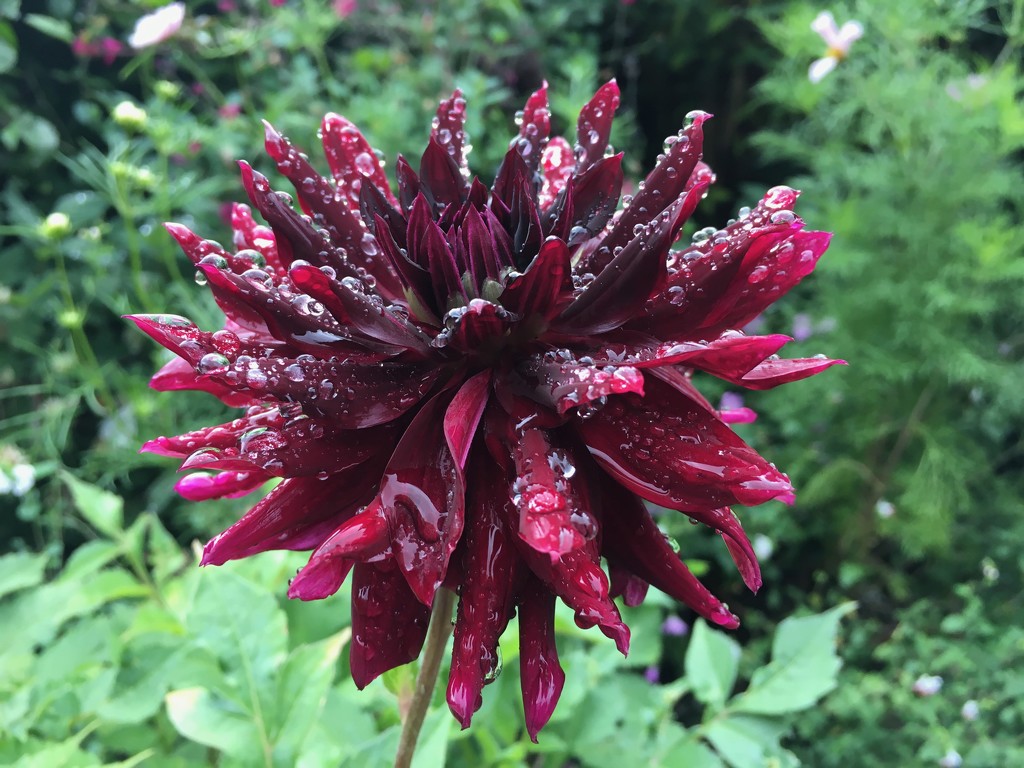Dahlia after the rain by 365projectmaxine