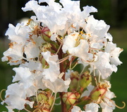24th Jul 2017 - White Crepe Myrtle flowers