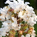 White Crepe Myrtle flowers by homeschoolmom