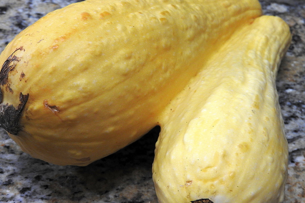 Conjoined squash by homeschoolmom