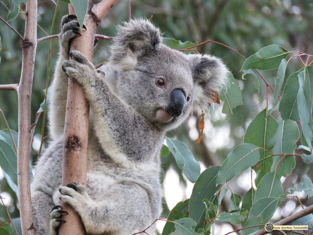 baby bump by koalagardens