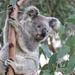 baby bump by koalagardens