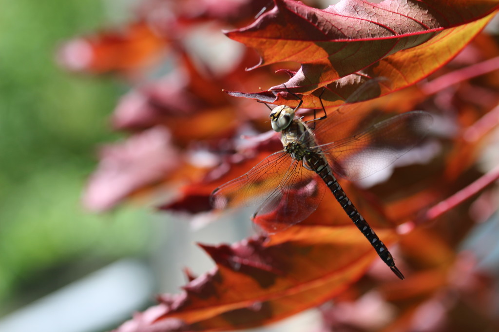 Dragonfly in a Maple tree.  by pyrrhula