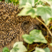 Hiding Hedgehog  by rjb71