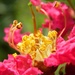 Crepe Myrtle Close Up by daisymiller