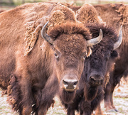 24th Jul 2017 - bison