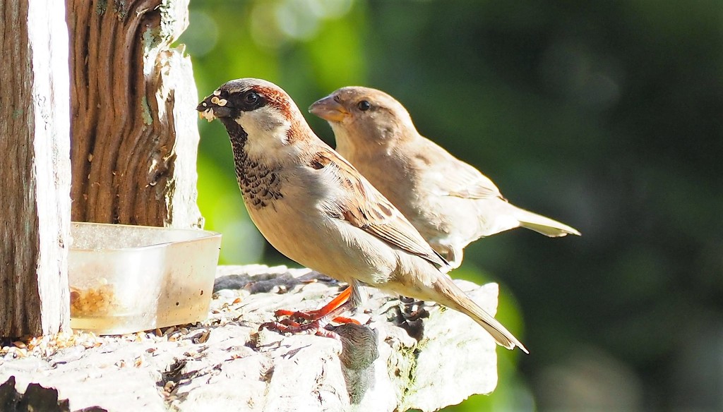 A couple of sparrows having breakfast by Dawn