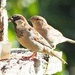 A couple of sparrows having breakfast by Dawn