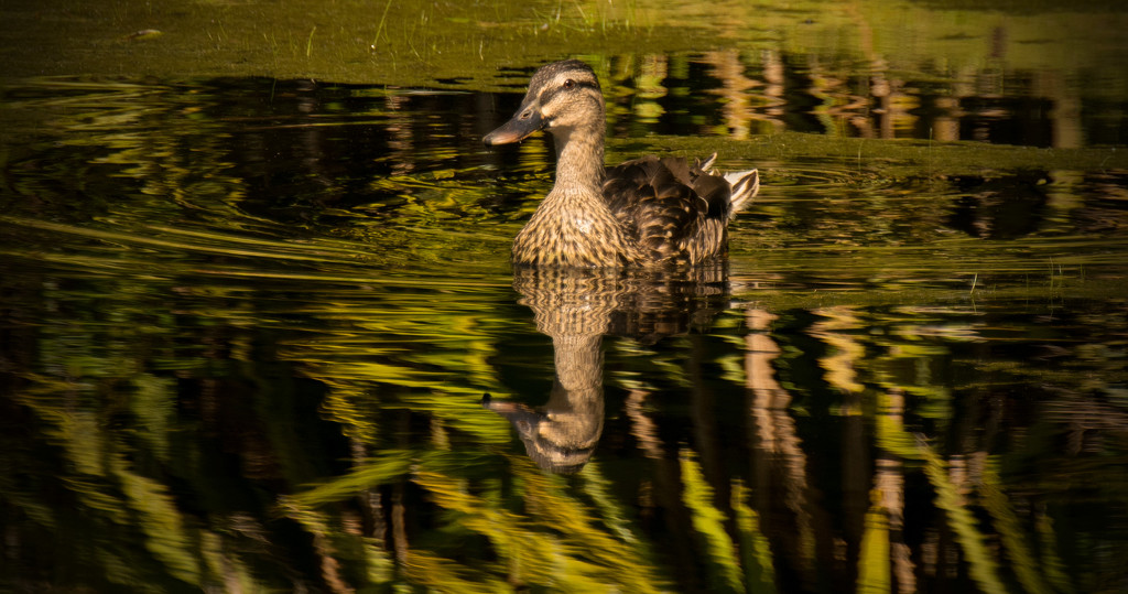 Mrs Quacker and Reflection, Out for a Stroll! by rickster549