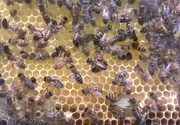 23rd Jul 2017 - Busy As A Bee