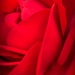 Red, Red Rose by gardenfolk