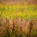 Wildflower Meadow by swillinbillyflynn