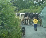 21st Jul 2017 - just skipping along, driving the cows home with my dog