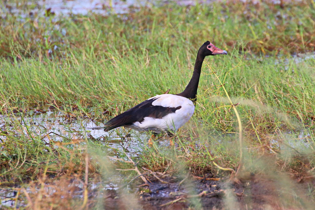 Magpie Goose at Mutton Hole Wetlands by terryliv