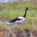 Magpie Goose at Mutton Hole Wetlands by terryliv