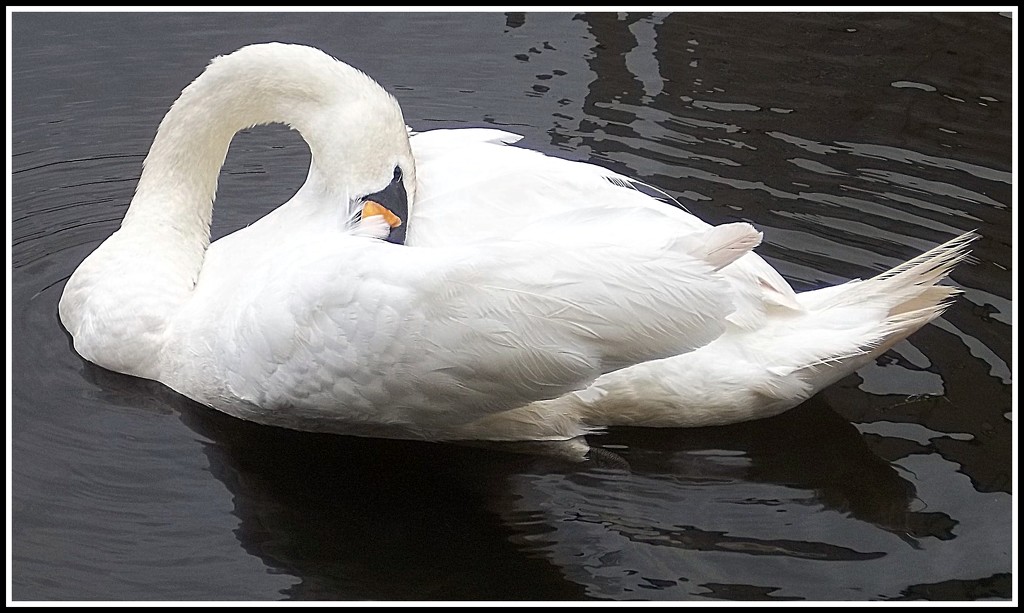 Preening swan by grace55