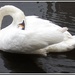 Preening swan by grace55